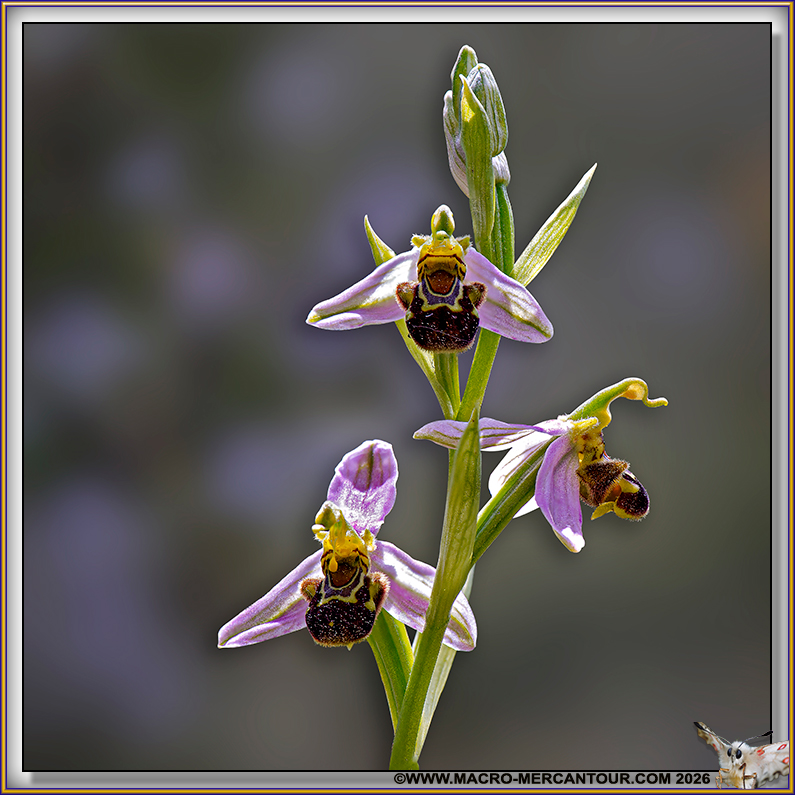 Ophrys Abeille